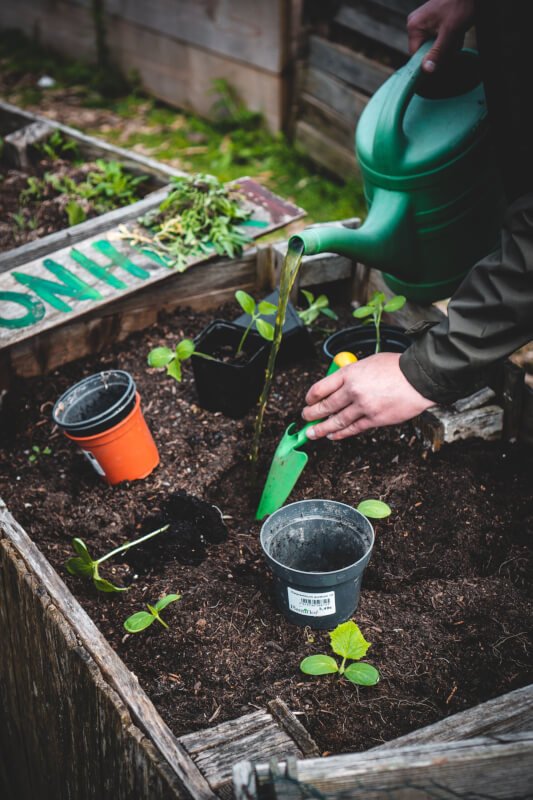 DIY Garden Pest Control Methods That Work