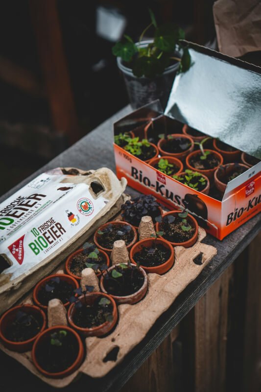 DIY Ways To Make Your Own Natural Garden Pesticides