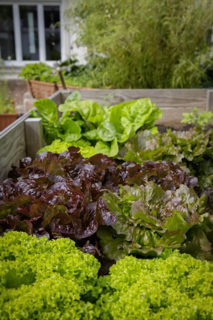 What Are The Benefits Of Using Raised Beds In A City Garden?