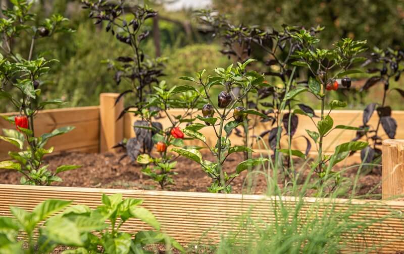 what are the benefits of using raised beds in a city garden 6