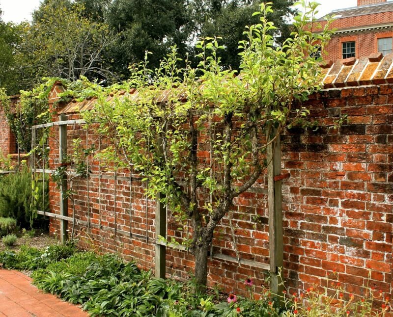 how to make your own diy fruit tree espalier 6